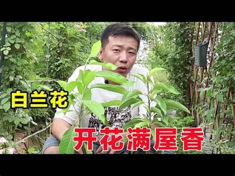 白玉蘭花種植禁忌|種玉蘭花對風水禁忌,玉蘭花的寓意和風水